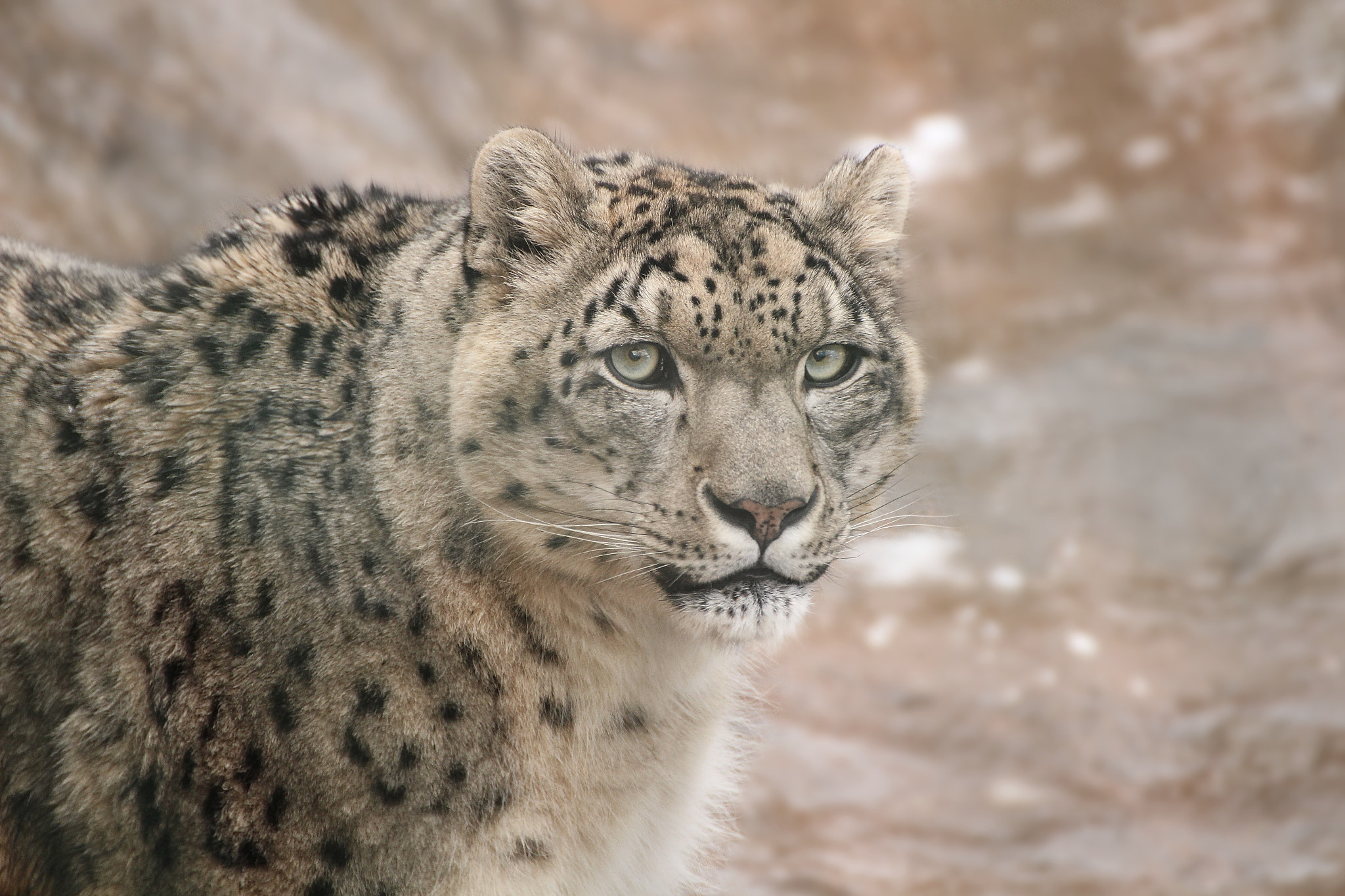 Tamron SP 35mm F1.8 Di VC USD sample photo. Snow leopard (uncia uncia) photography