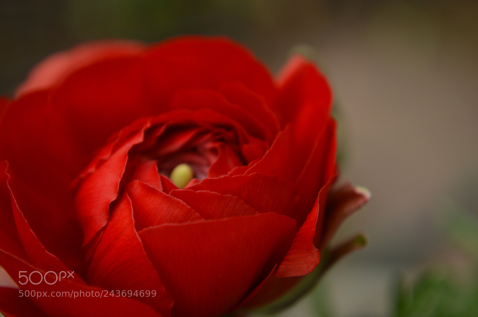 Nikon D3200 sample photo. Ready for red photography