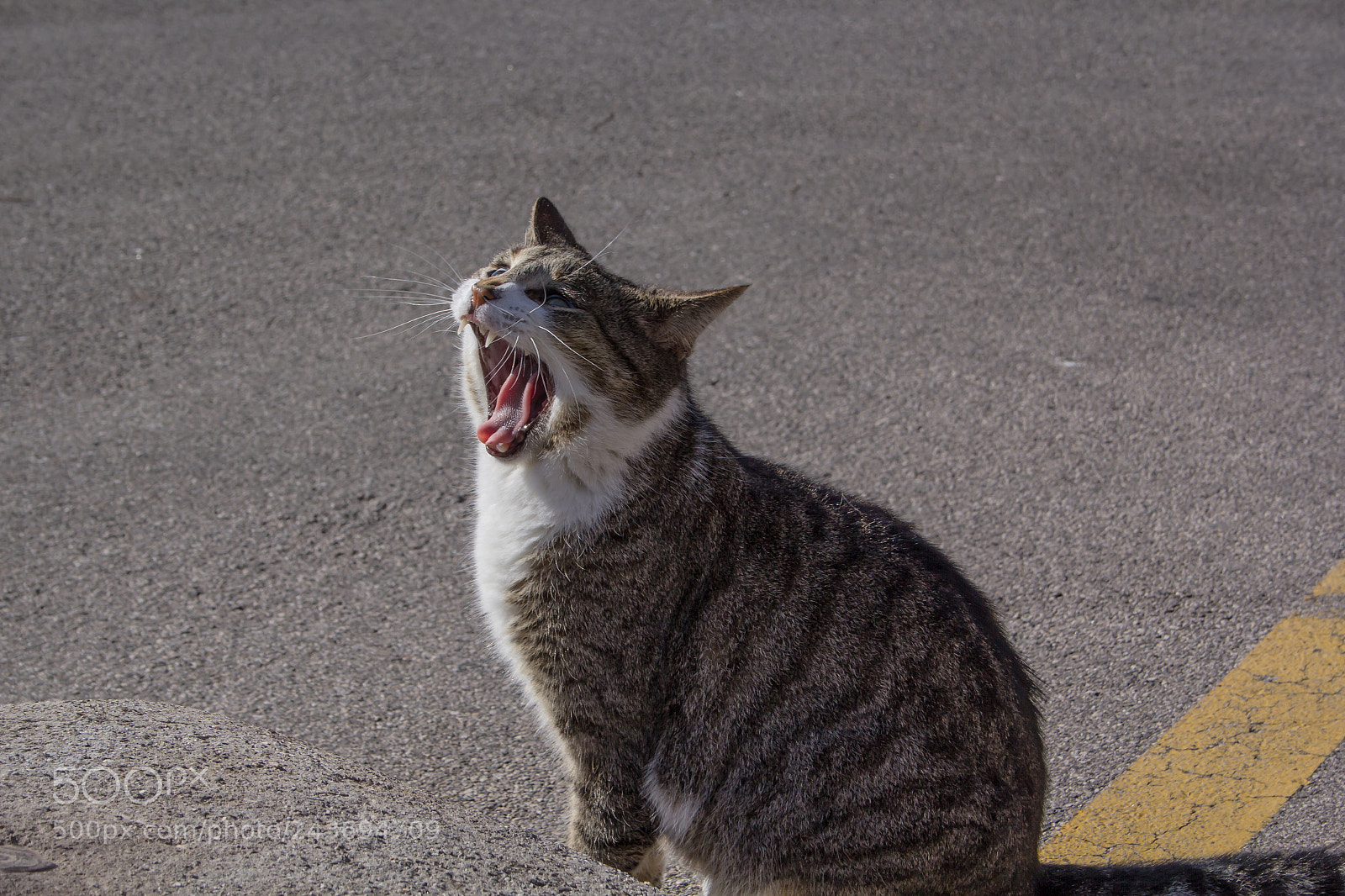 Canon EOS 60D sample photo. Cat yawning in the photography