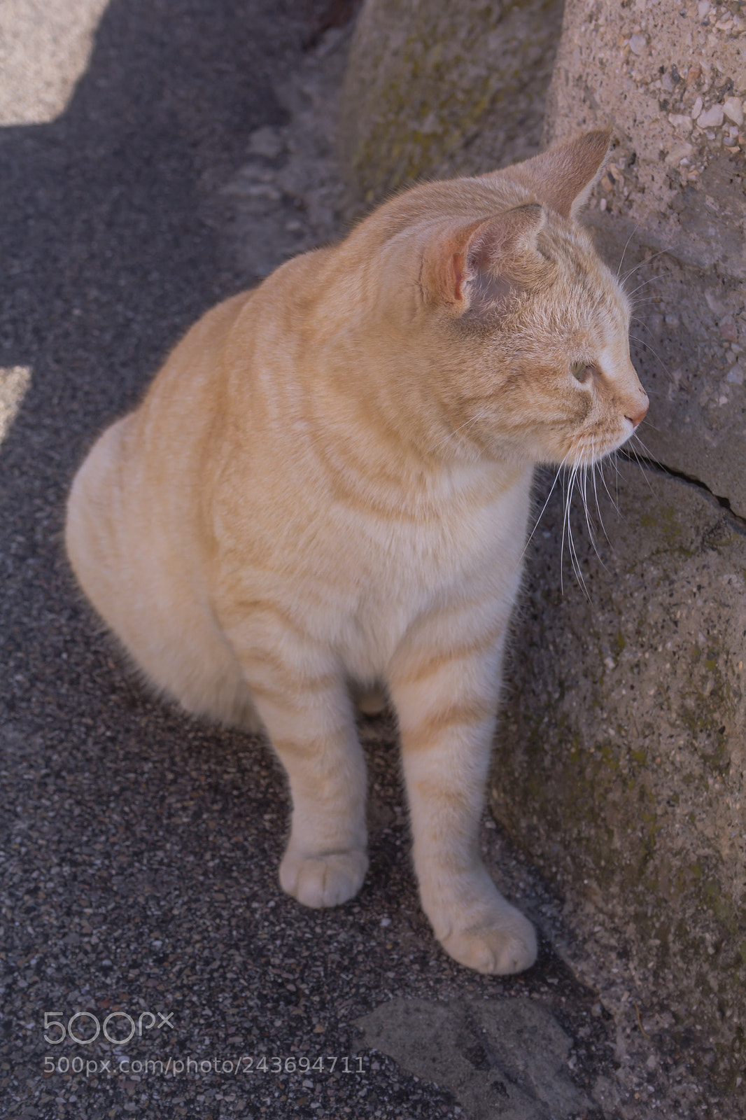 Canon EOS 60D sample photo. Ginger cat looking away photography