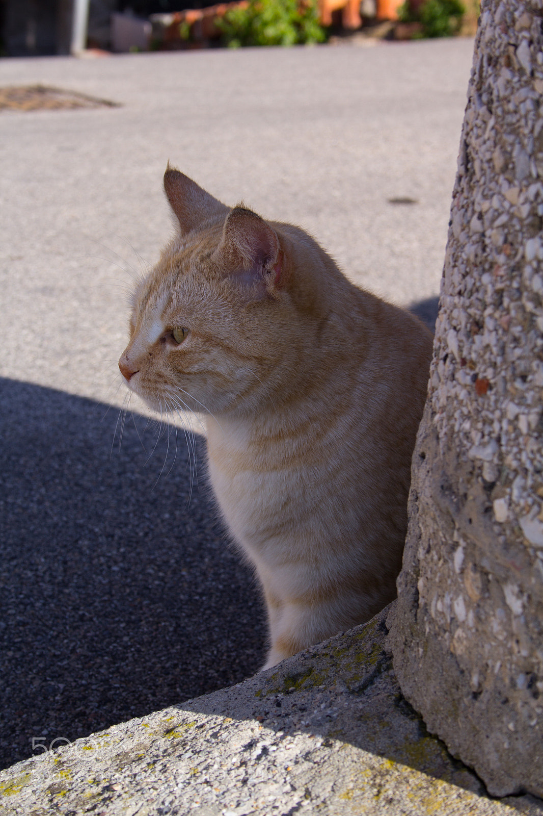 Canon EOS 60D sample photo. Ginger cat behind a photography