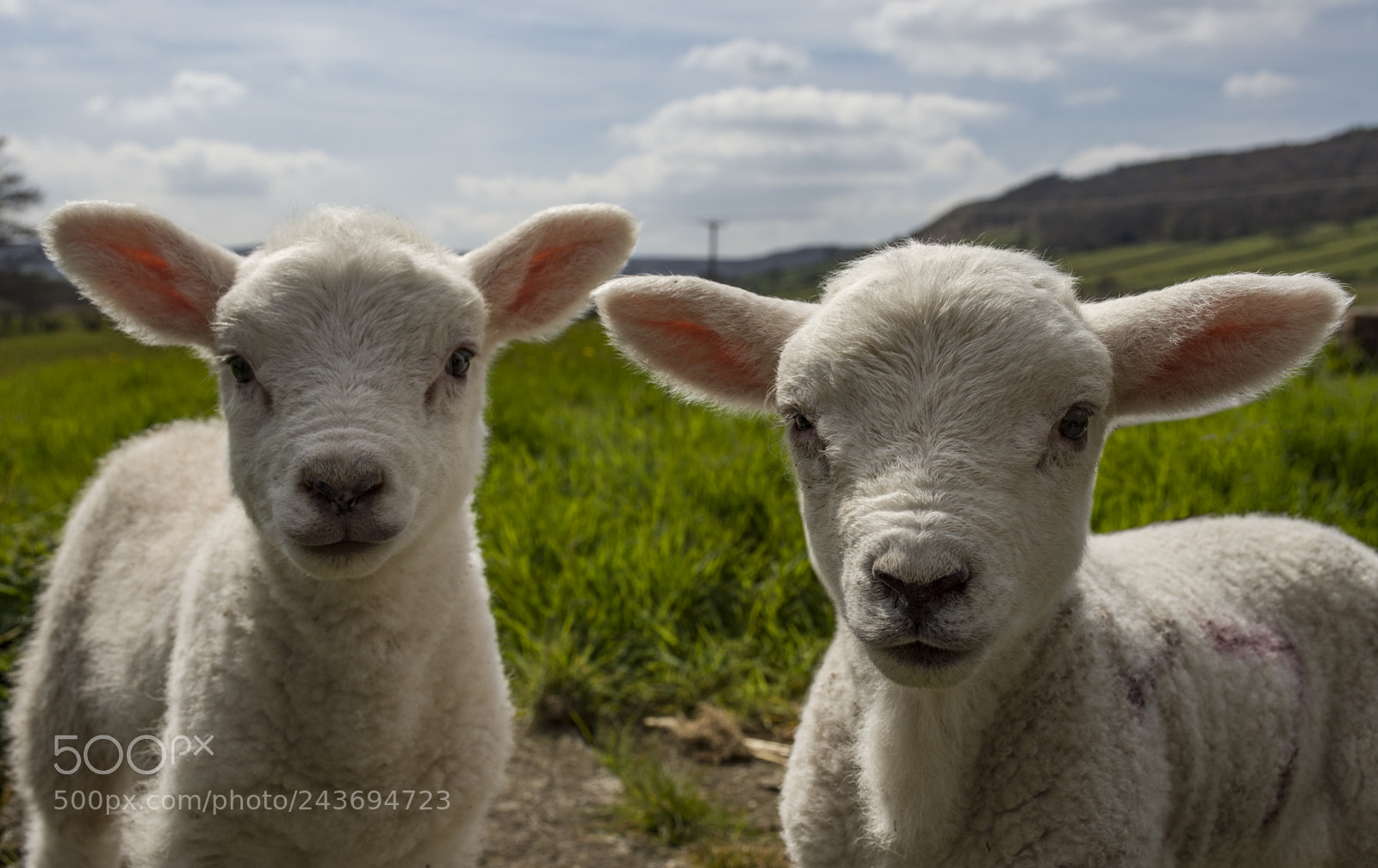 Nikon D7200 sample photo. Spring lambs photography