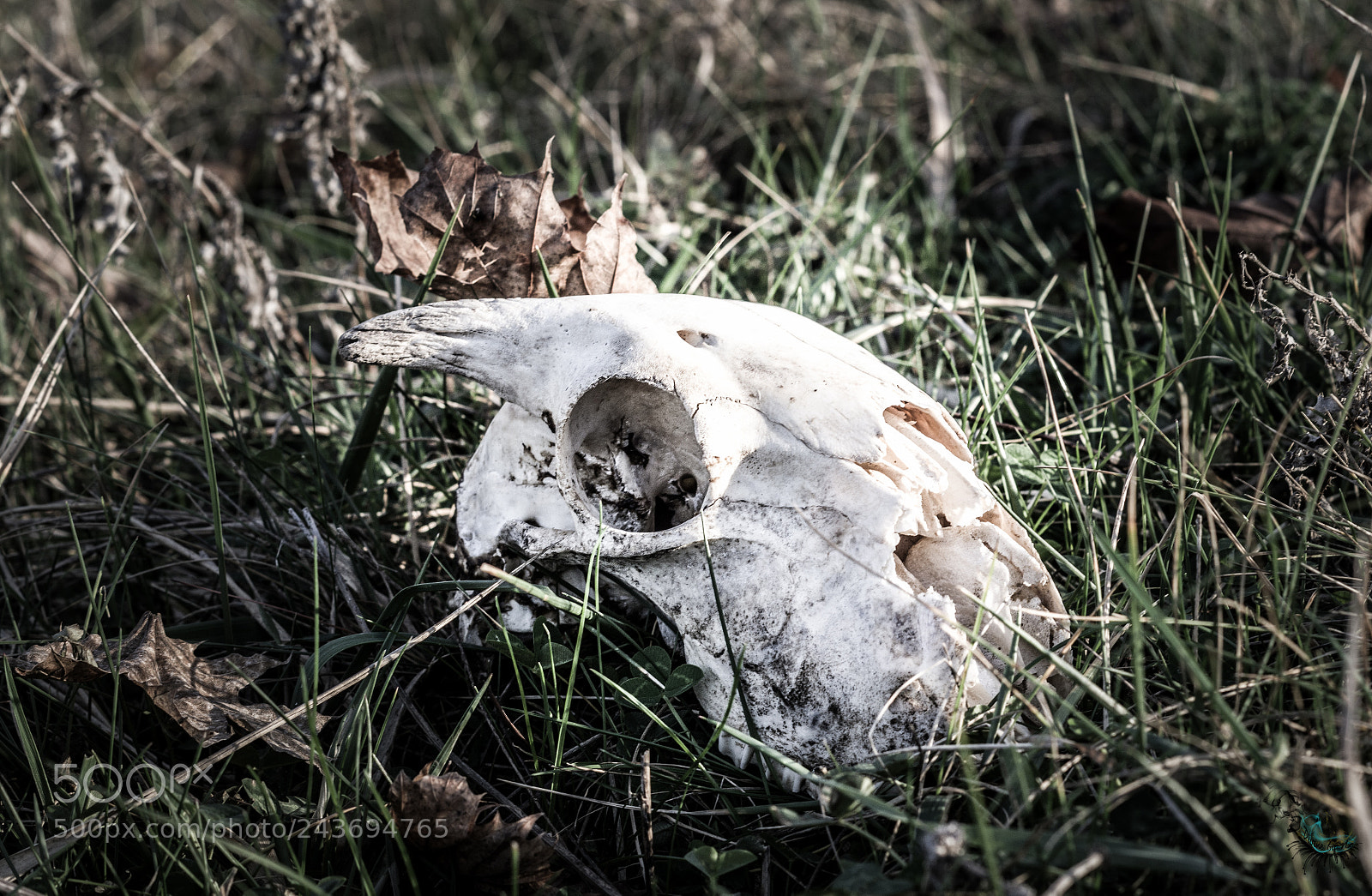 Pentax K-S2 sample photo. Skull photography