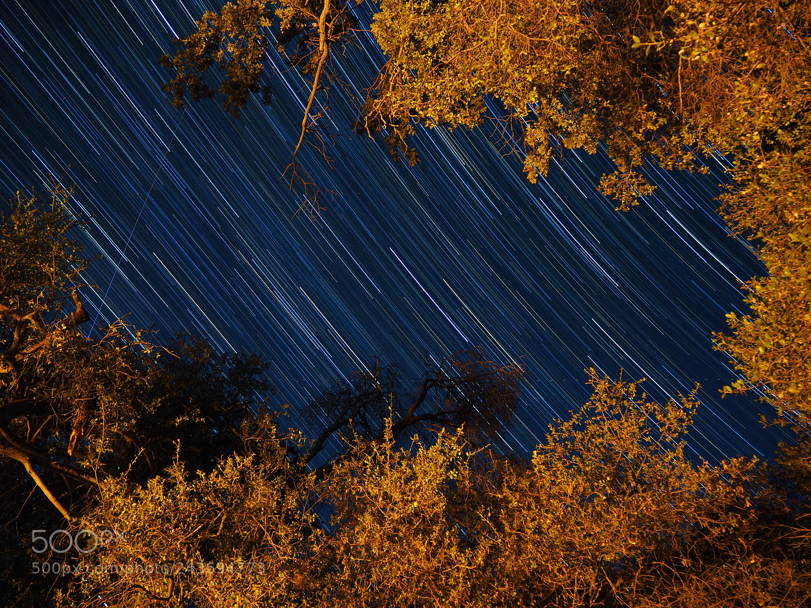 Olympus OM-D E-M10 II sample photo. Yosemite nights photography