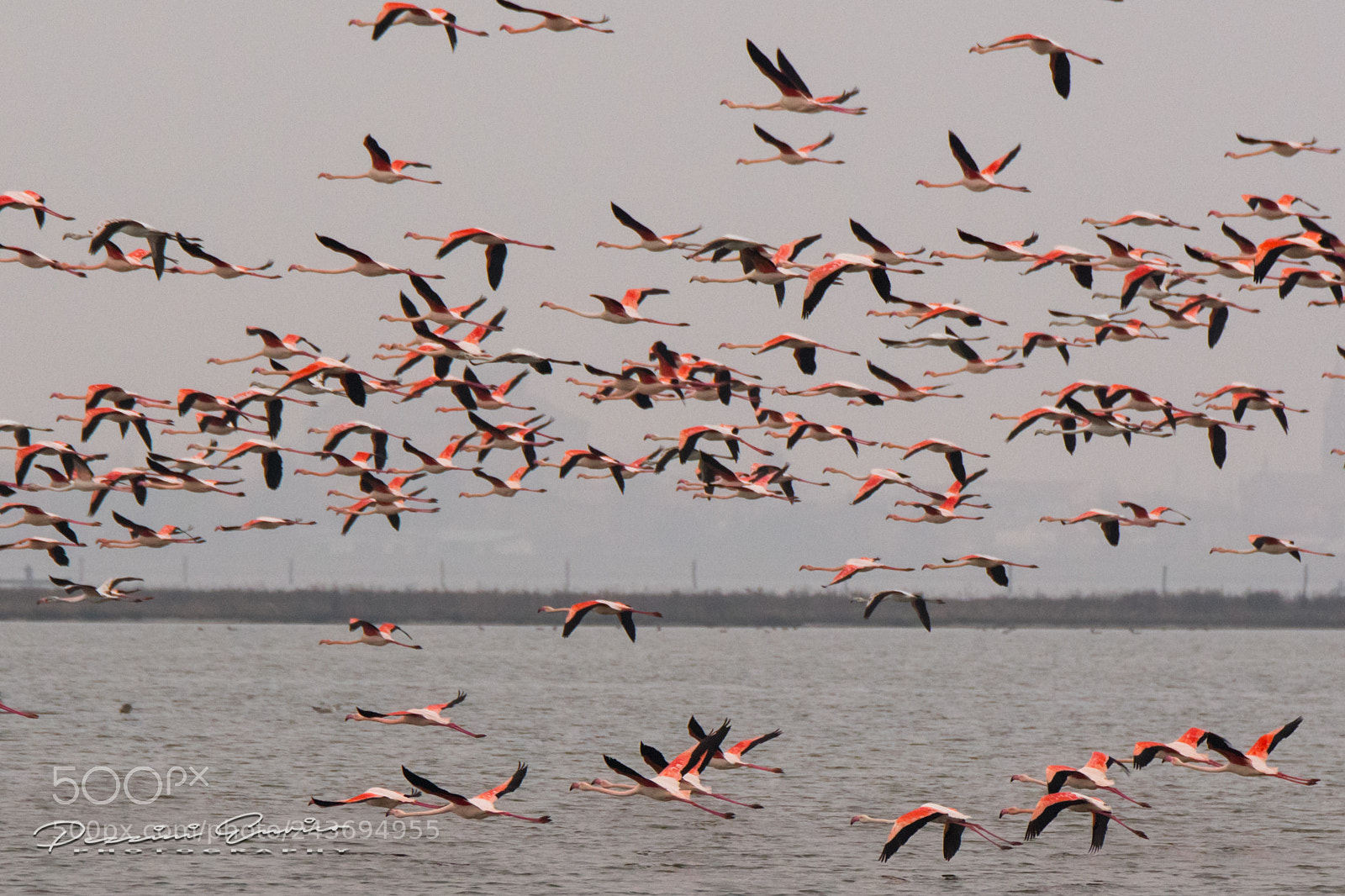 Nikon D500 sample photo. Comacchio's flammingo photography