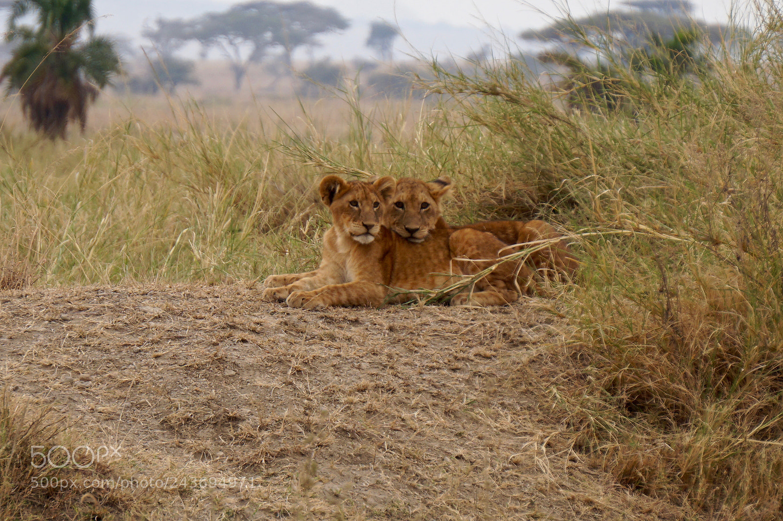 Sony Alpha a5000 (ILCE 5000) sample photo. Lion cubs at serengeti photography
