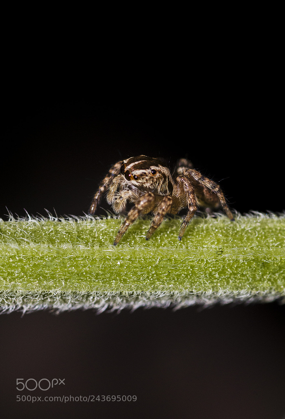 Nikon D7200 sample photo. Salticidae sp. photography