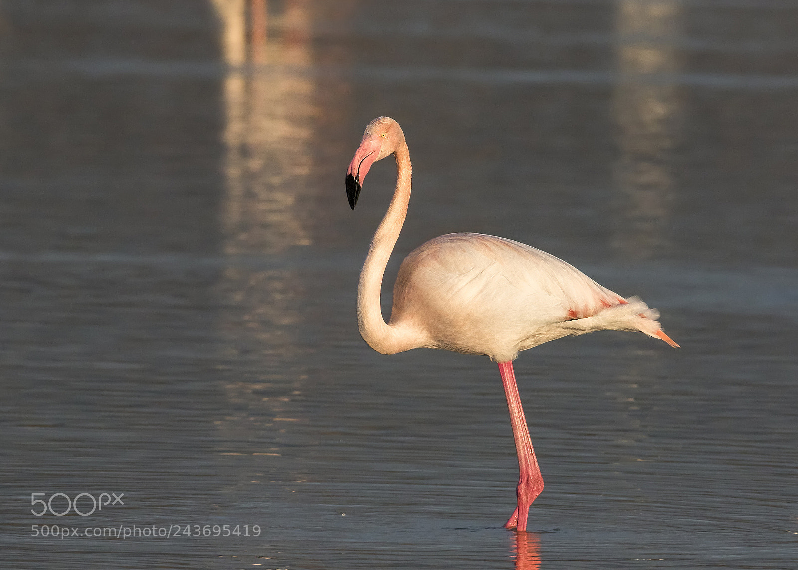 Canon EOS 7D Mark II sample photo. ..fenicottero rosa.. photography