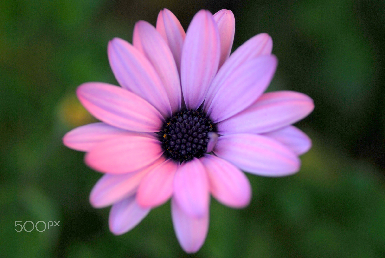 Nikon D200 sample photo. Pink osteospermum photography