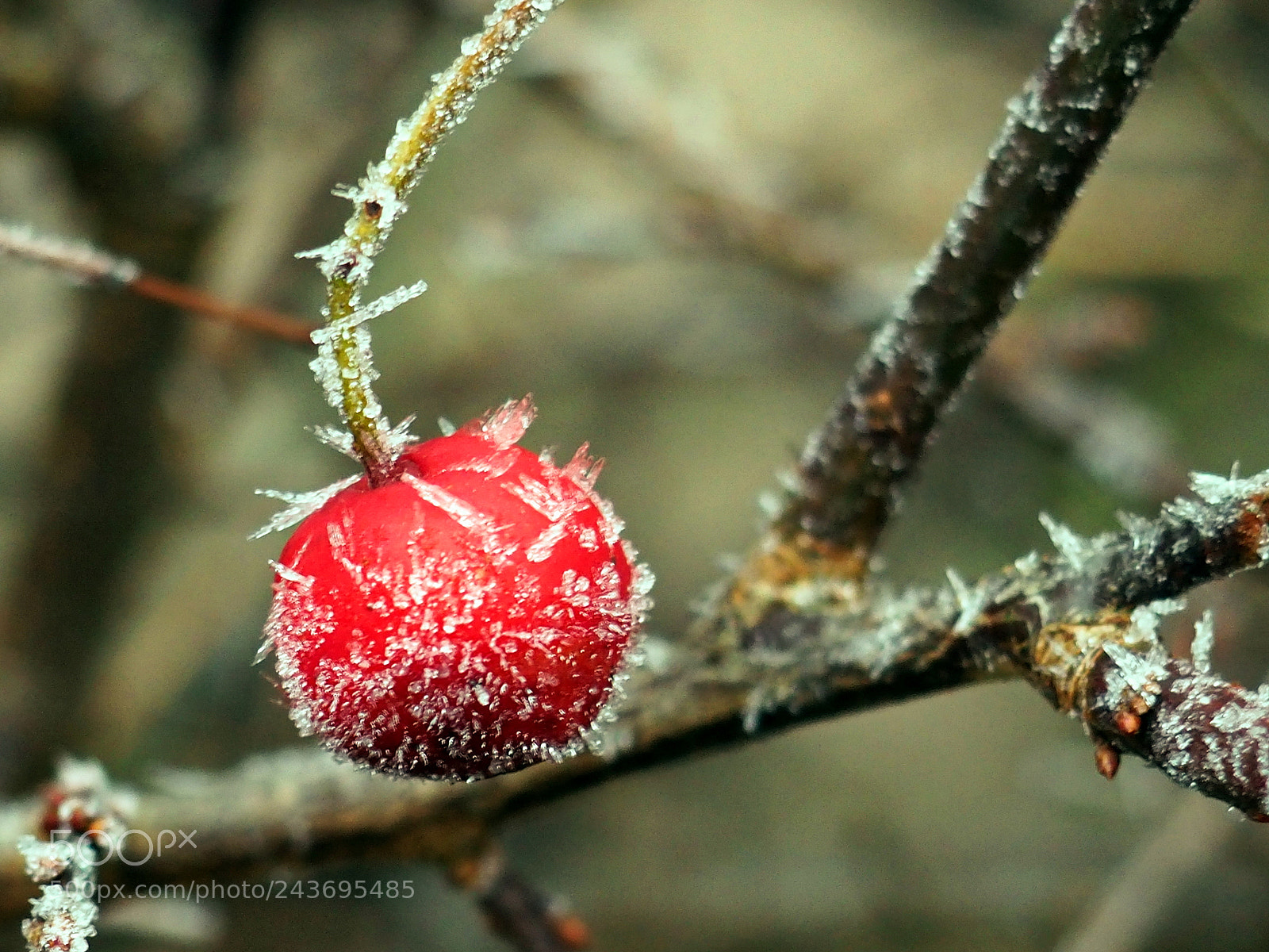 Olympus OM-D E-M10 II sample photo. The frost photography