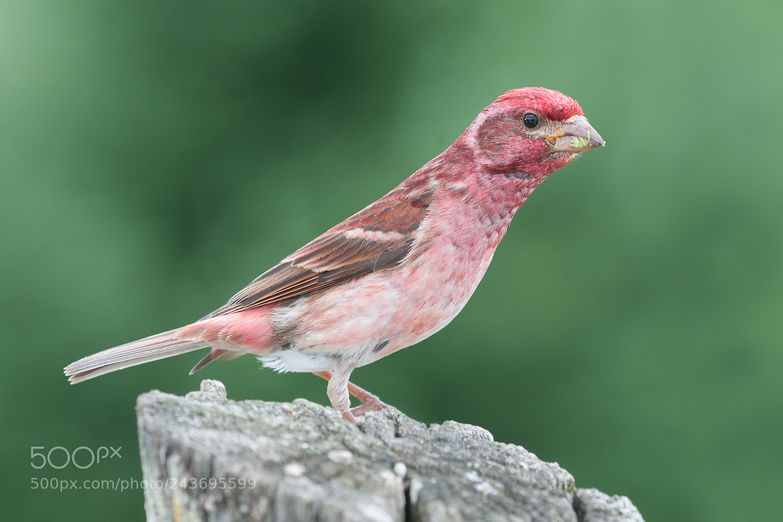 Nikon D300S sample photo. Roselin pourpré / purple finch photography