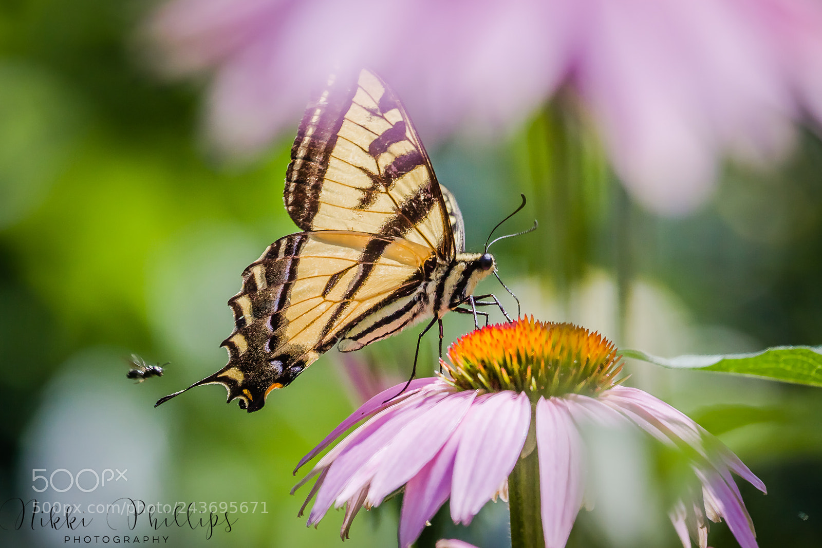 Canon EOS 50D sample photo. In my garden lll photography