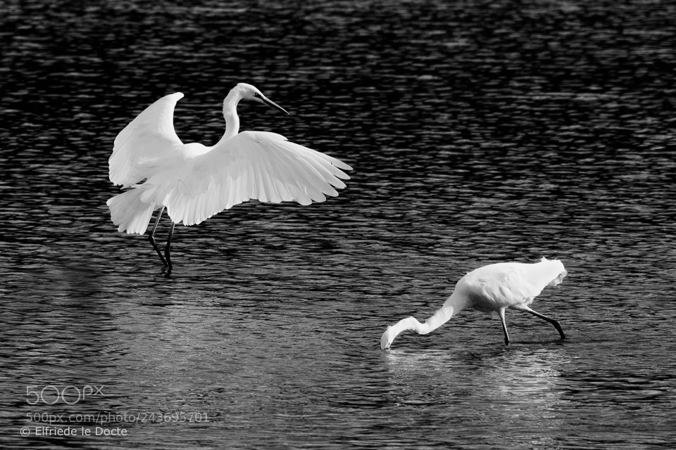 Nikon D500 sample photo. Great egrets. (ardea alba) photography