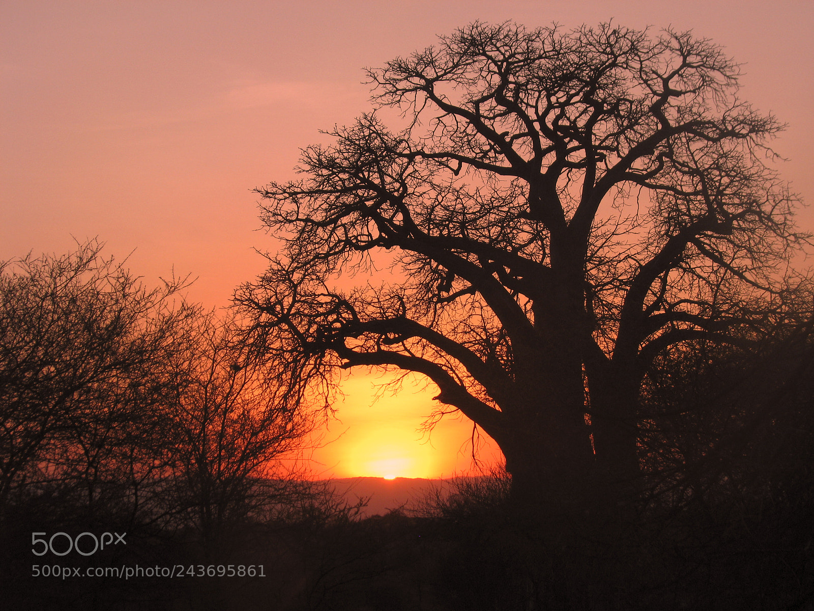 Canon POWERSHOT S5 IS sample photo. Sunset under baobab photography