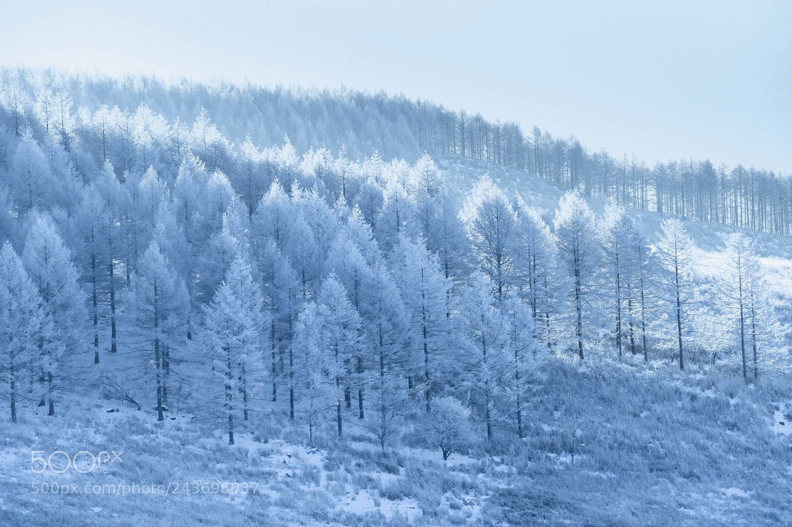 Sony a7 II sample photo. 雪の朝 photography