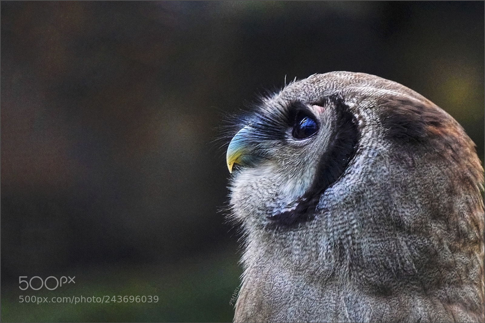 Sony ILCA-77M2 sample photo. Bubo lacteus photography