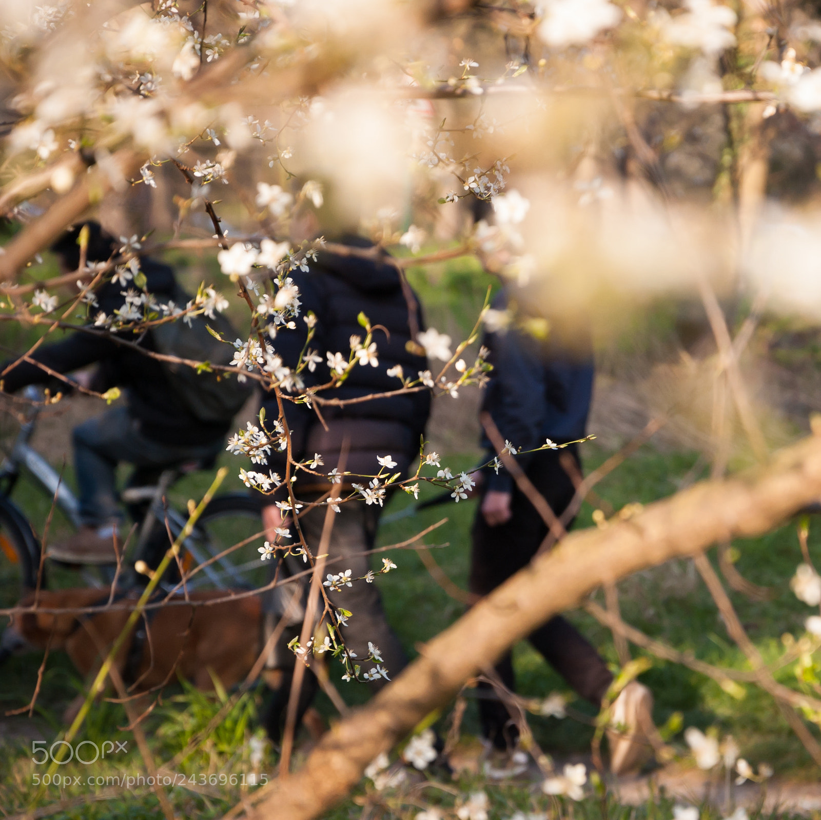 Nikon D40 sample photo. Spring. friends. dog. youth photography