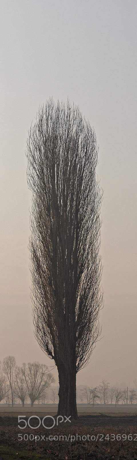 Panasonic Lumix DMC-GX85 (Lumix DMC-GX80 / Lumix DMC-GX7 Mark II) sample photo. Tree in the fog photography