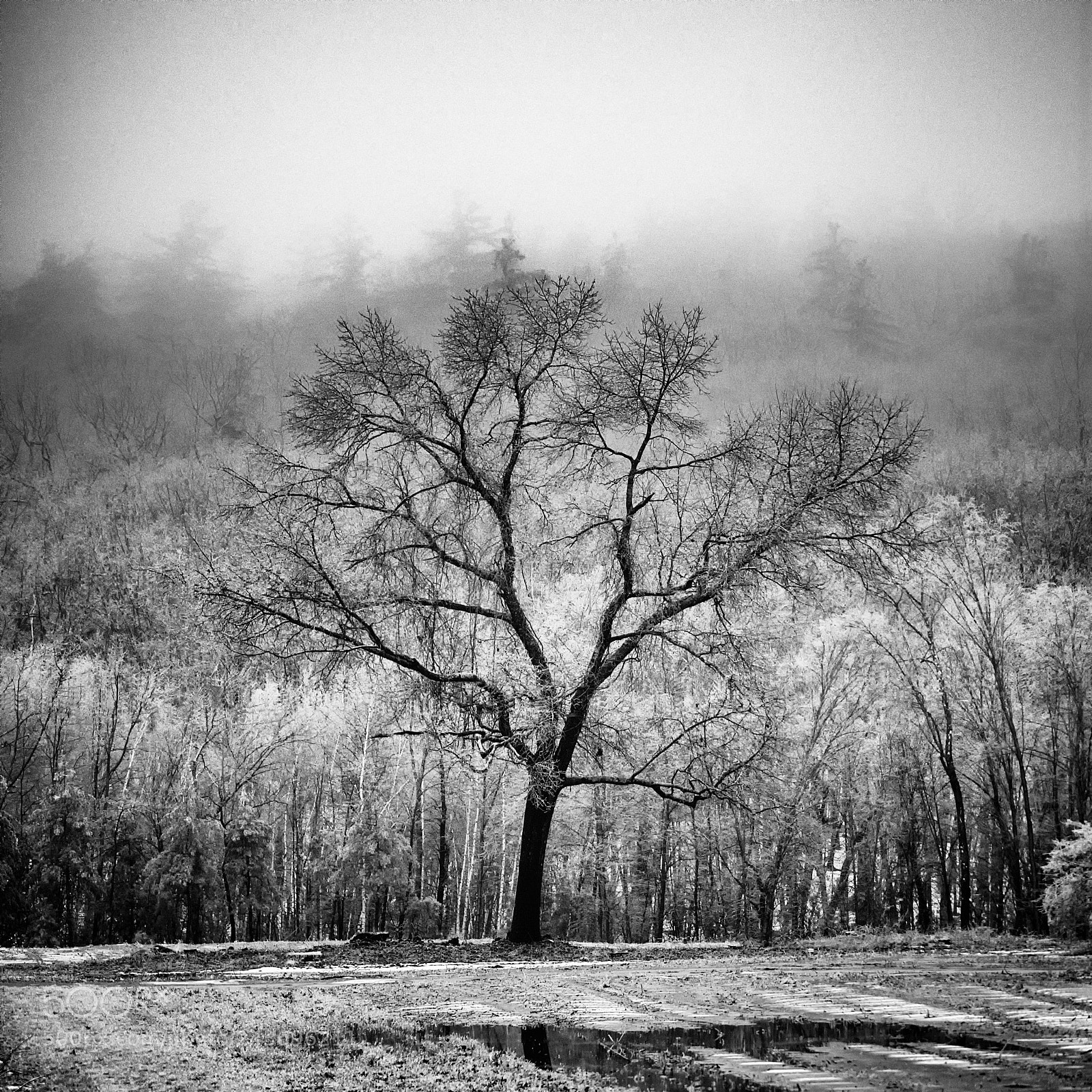 Nikon D3400 sample photo. Standing before the mist photography