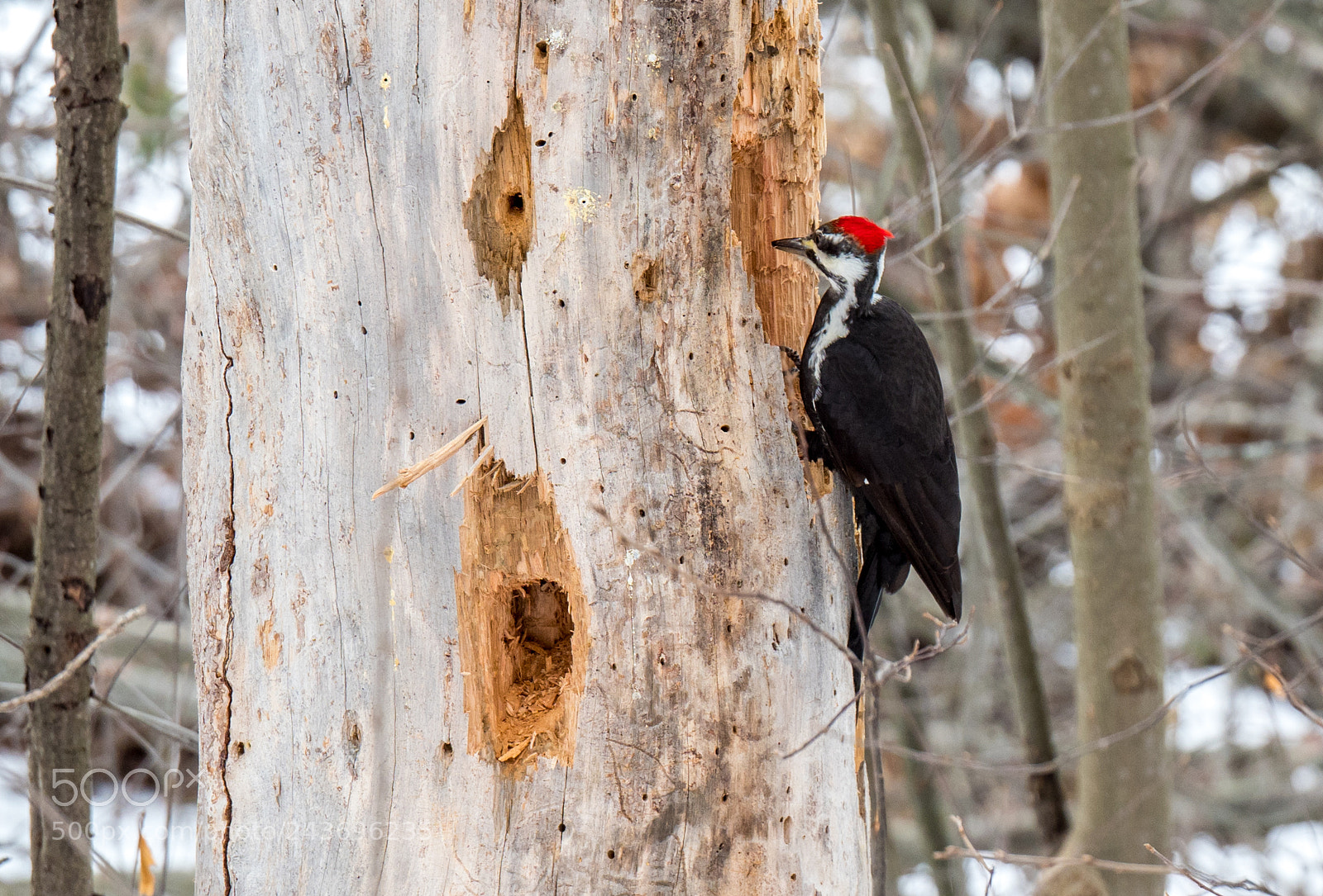 Olympus OM-D E-M1 Mark II sample photo. Pileated woodpecker jan photography