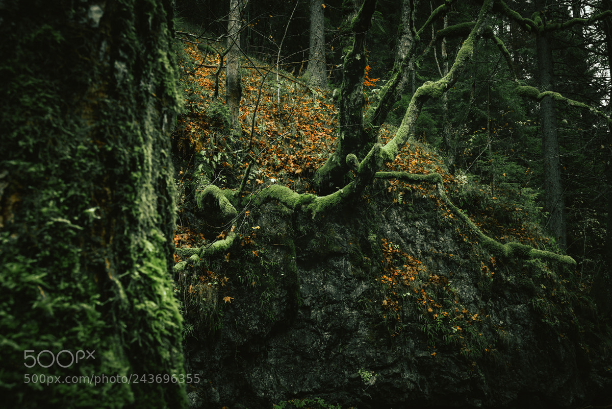 Nikon D610 sample photo. Woods photography