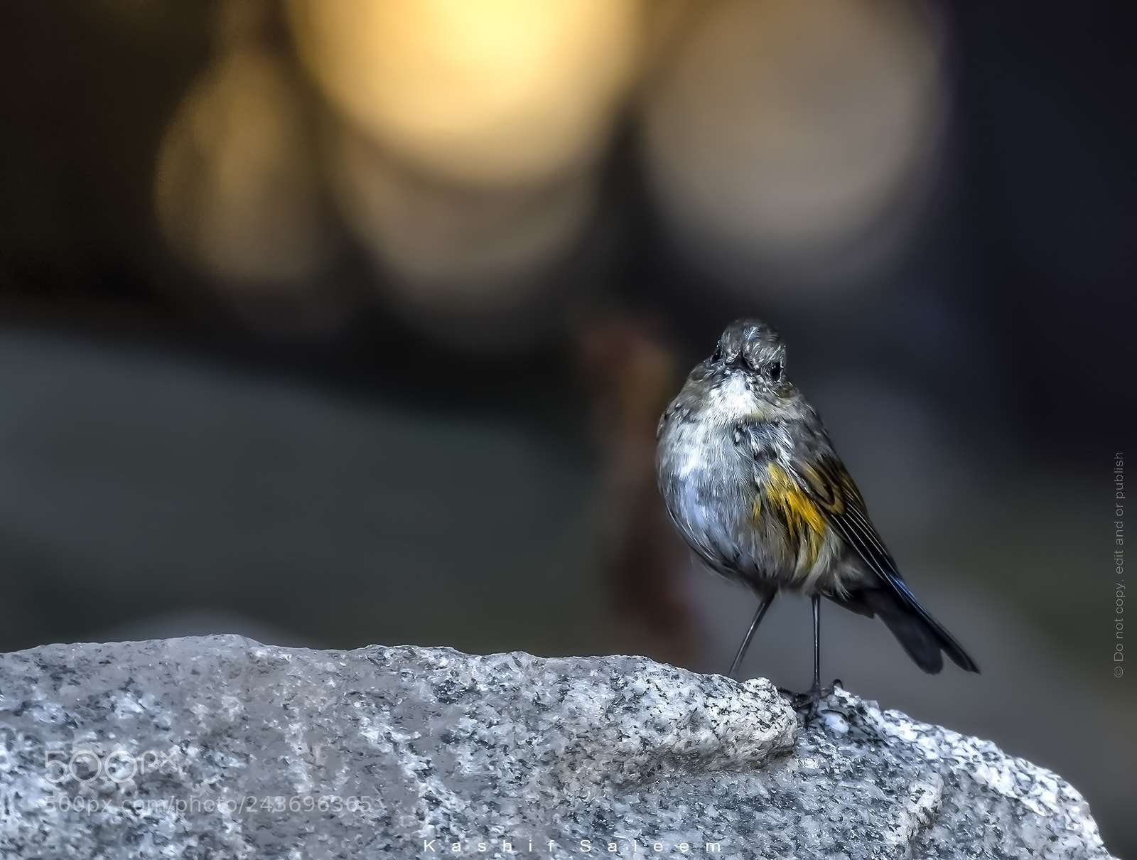 Nikon D7200 sample photo. Orange-flanked bush-robin photography