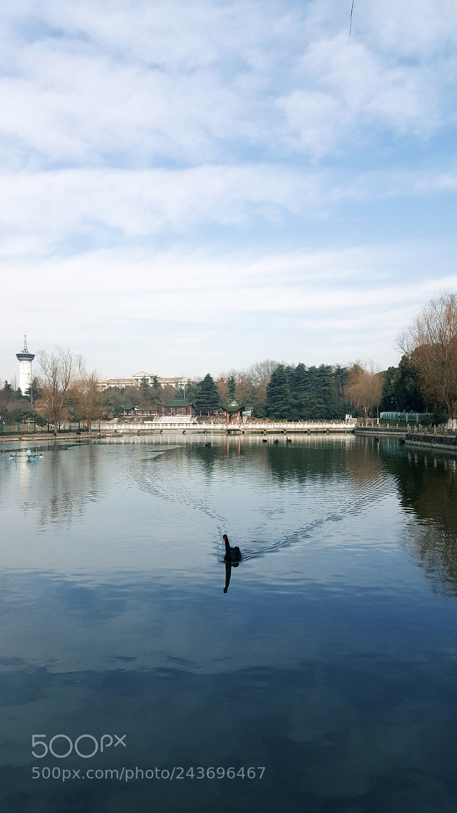 Samsung Galaxy Note5 sample photo. Black swan photography