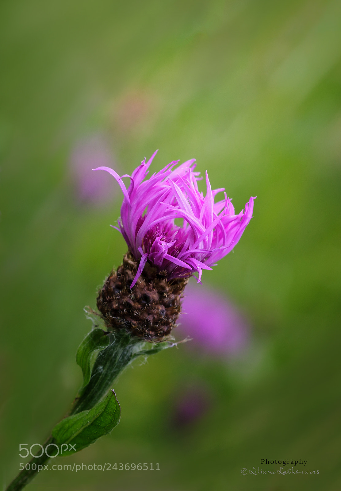 Canon EOS 40D sample photo. Thistle photography