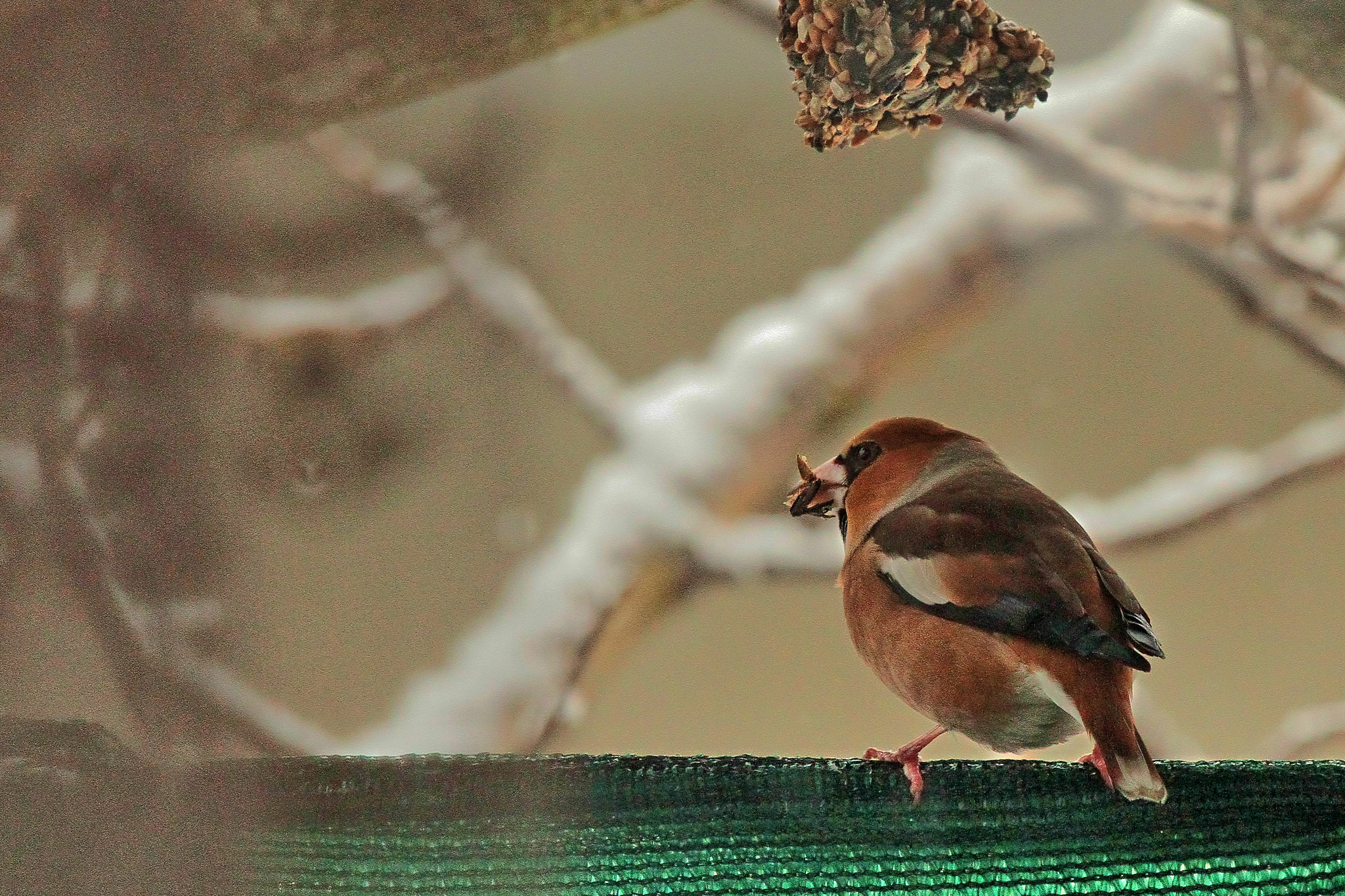 Canon EOS 7D + Canon EF 70-200mm F4L IS USM sample photo. I keep photography