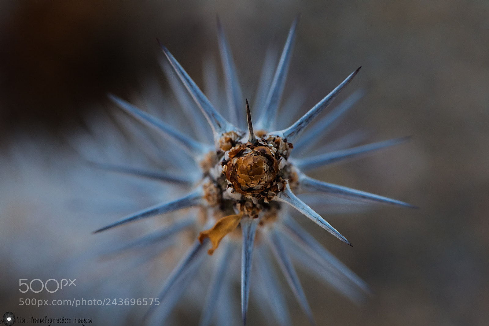 Nikon D500 sample photo. Gorgeous thorns photography