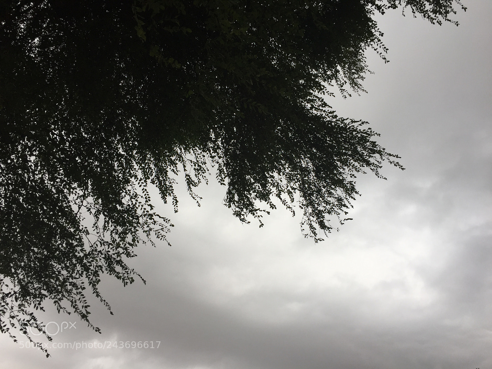 Apple iPhone 6 sample photo. Untitled photography