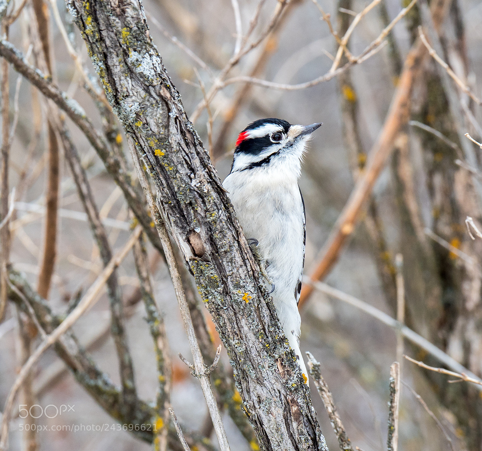 Olympus OM-D E-M1 Mark II sample photo. Downy woodpecker jan 2018 photography