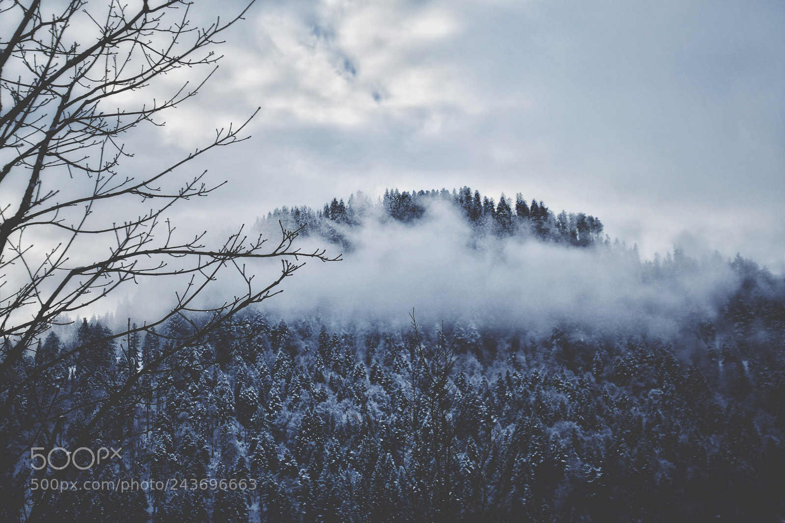 Nikon D500 sample photo. Foggymorning photography