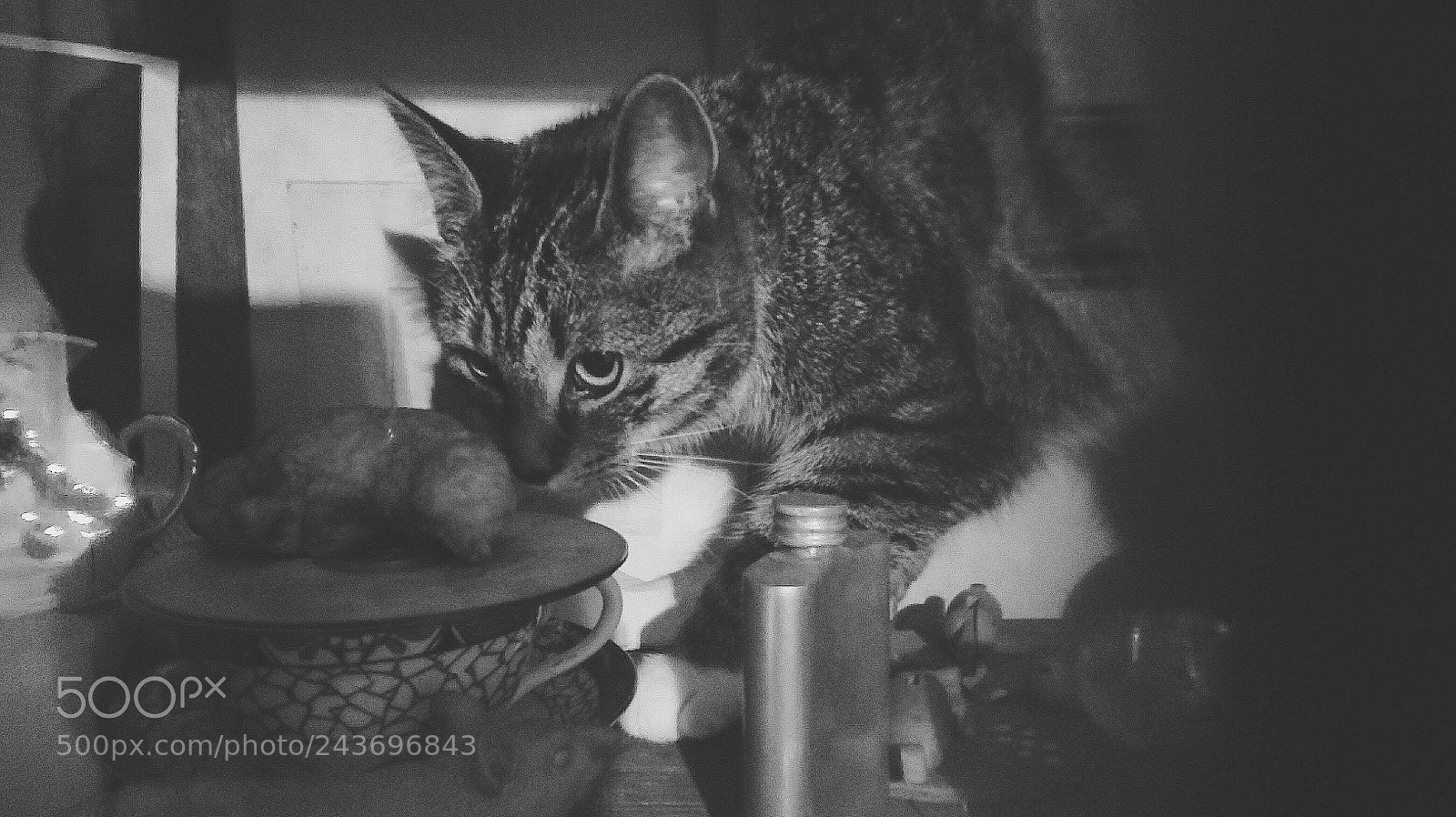 HUAWEI P8 Lite sample photo. Cat is claiming to photography