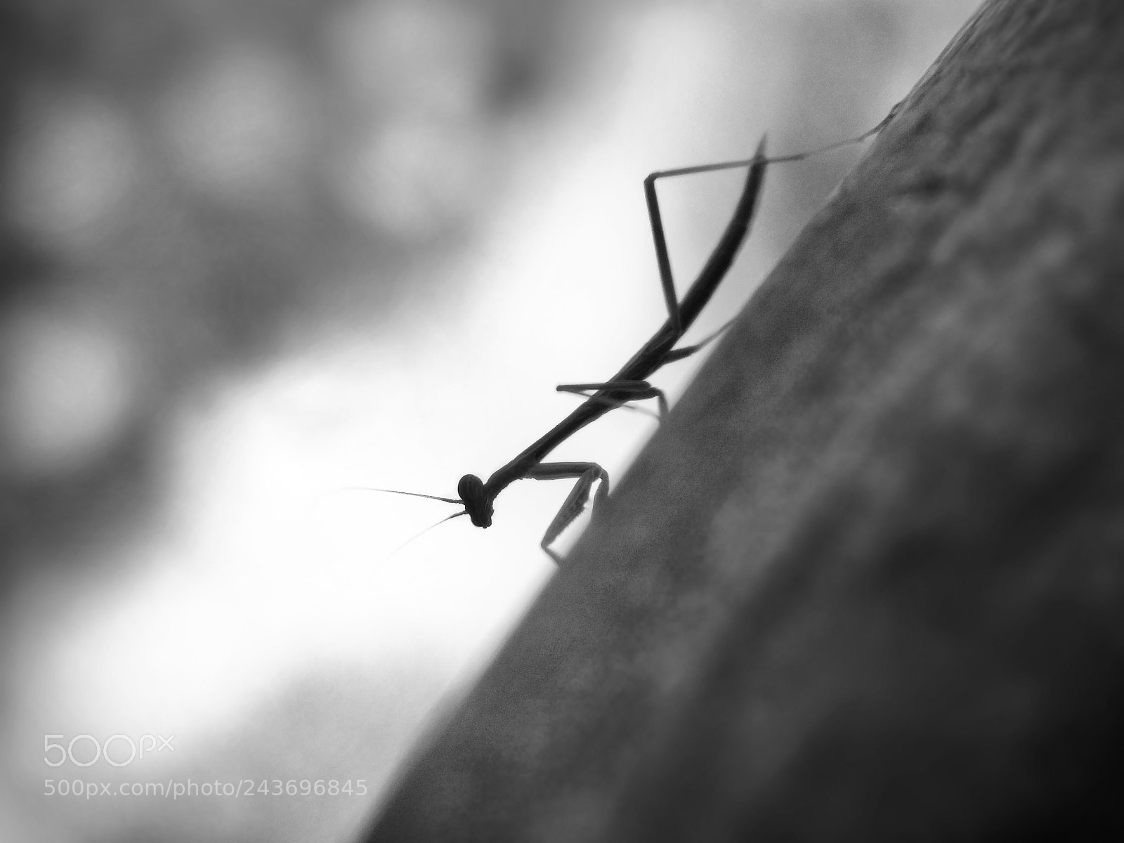 Motorola Moto G (4) sample photo. Mantis photography