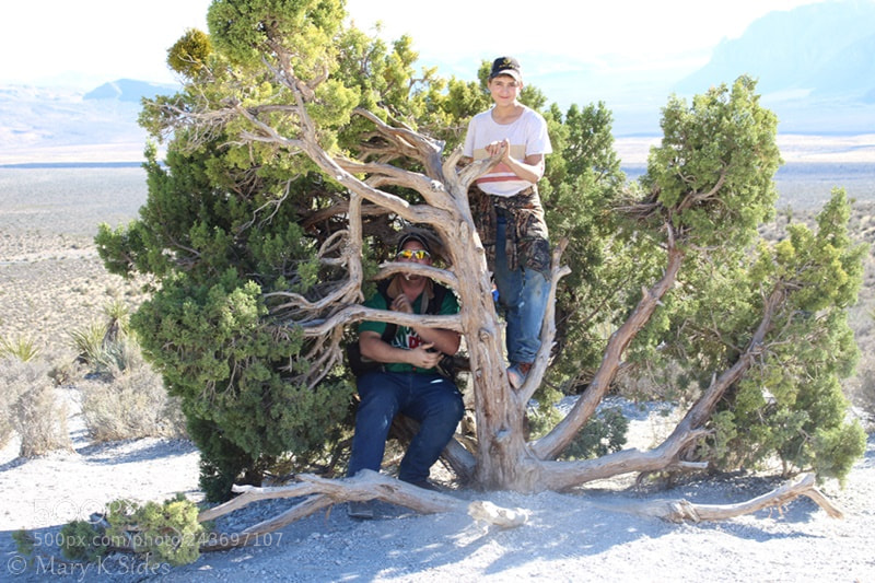 Canon EOS 100D (EOS Rebel SL1 / EOS Kiss X7) sample photo. Boys in the tree photography