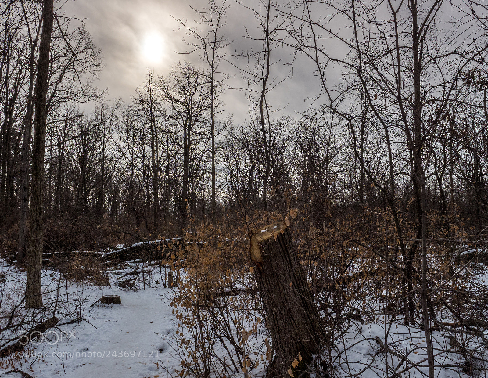 Olympus OM-D E-M1 Mark II sample photo. Winters sun and trail photography