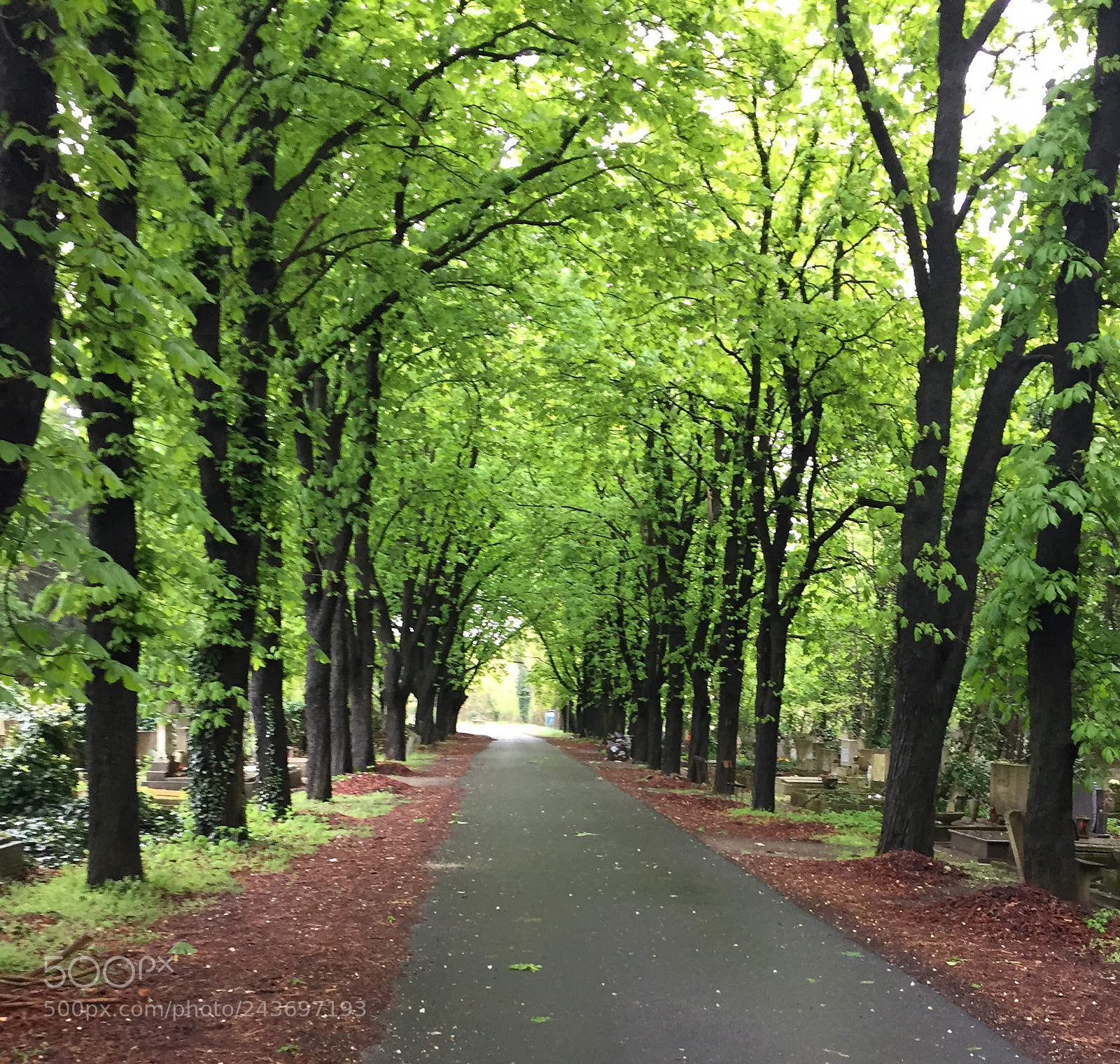 Apple iPhone 6 sample photo. Magic summer photography