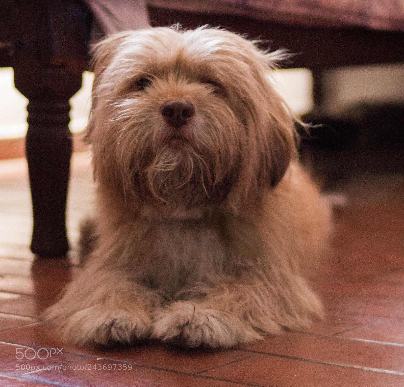 Canon EOS 700D (EOS Rebel T5i / EOS Kiss X7i) sample photo. Lobo photography
