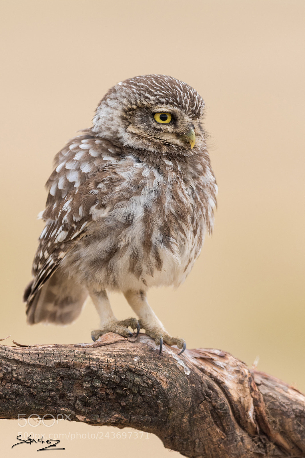 Canon EOS 7D Mark II sample photo. Mochuelo europeo photography