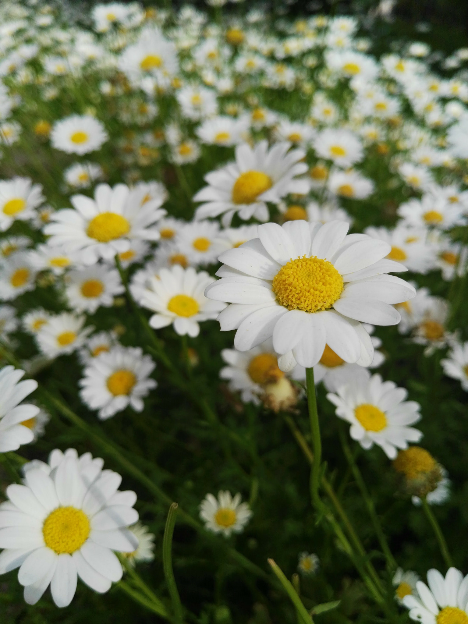 HUAWEI GX8 sample photo