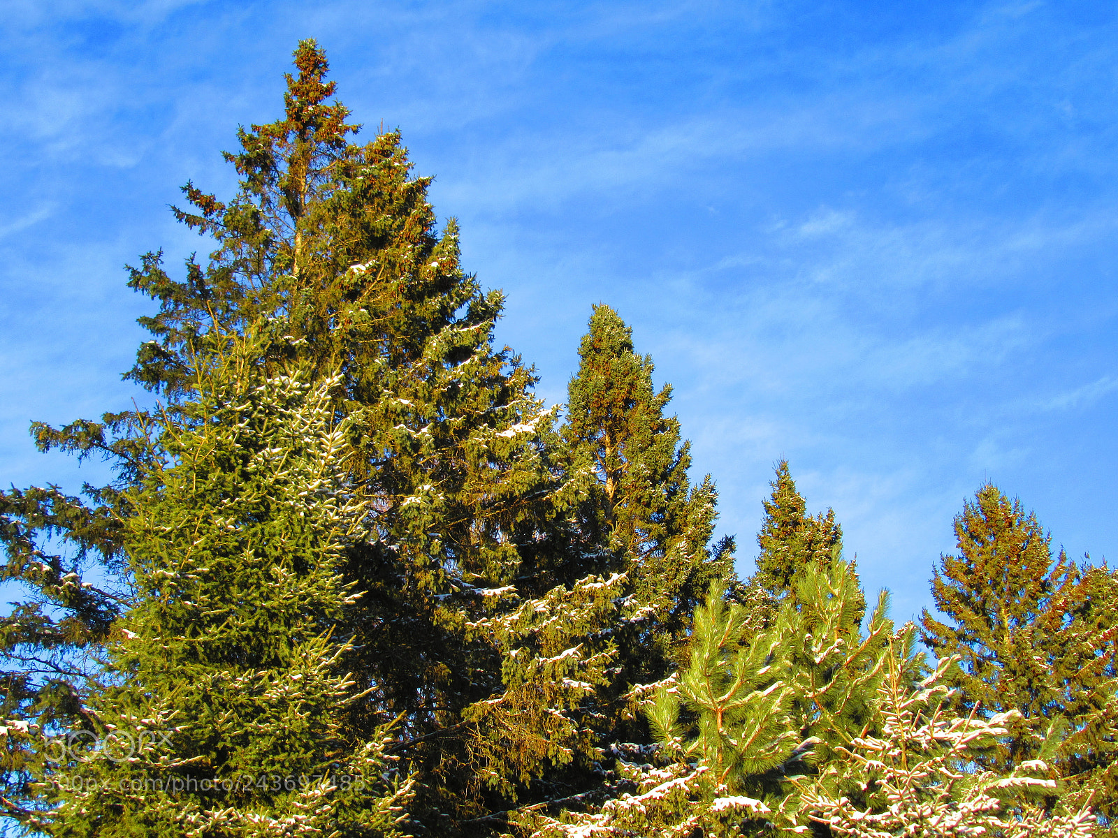 Canon PowerShot SX610 HS sample photo. Trees photography
