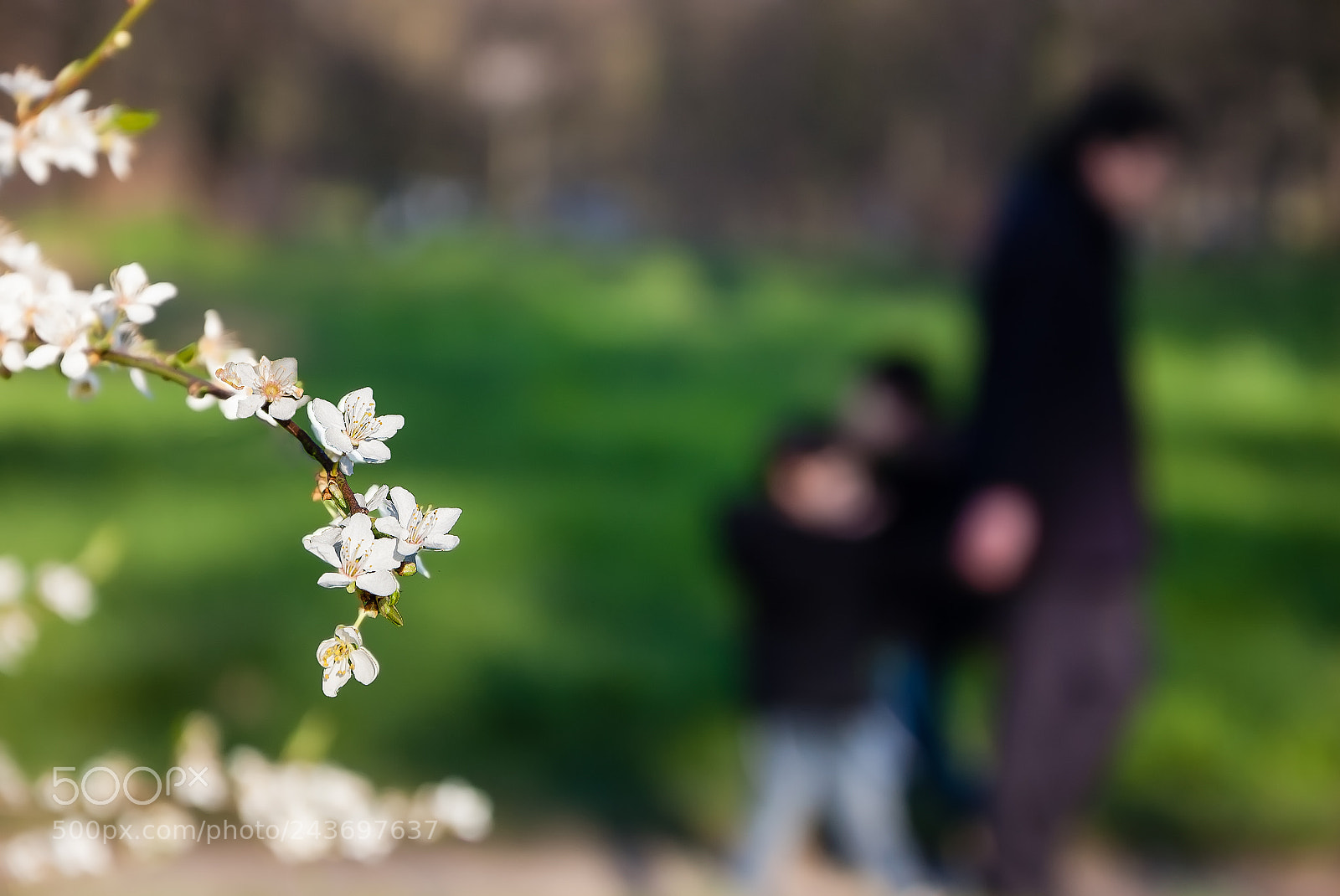 Nikon D40 sample photo. Spring. mother and sons. photography