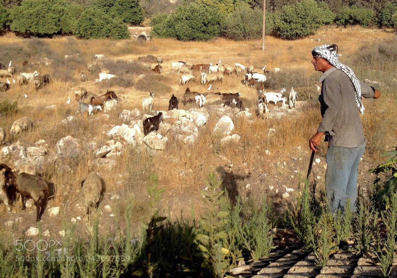 Apple iPhone 4S sample photo. Man and his goats photography