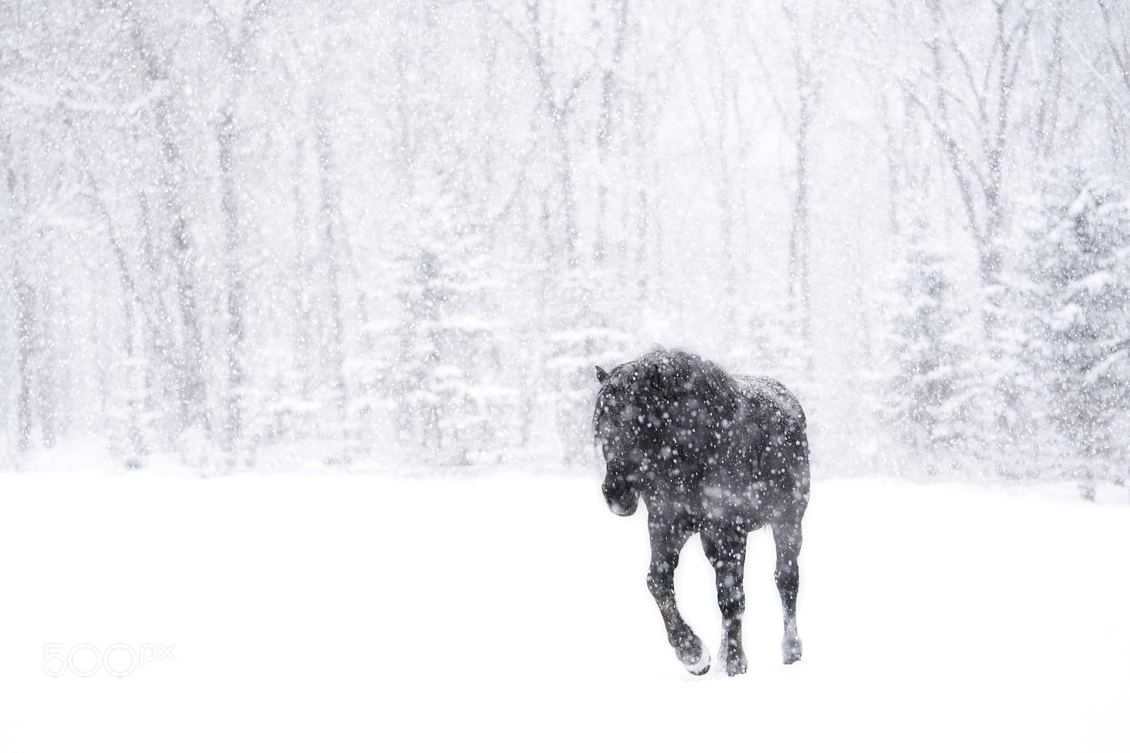 Sony a7R III sample photo. Color photography