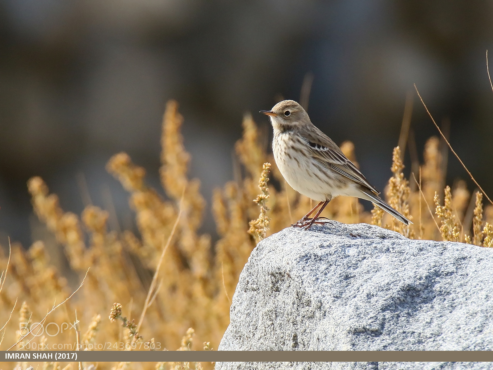 Canon EOS 7D Mark II sample photo. Water pipit (anthus spinoletta) photography