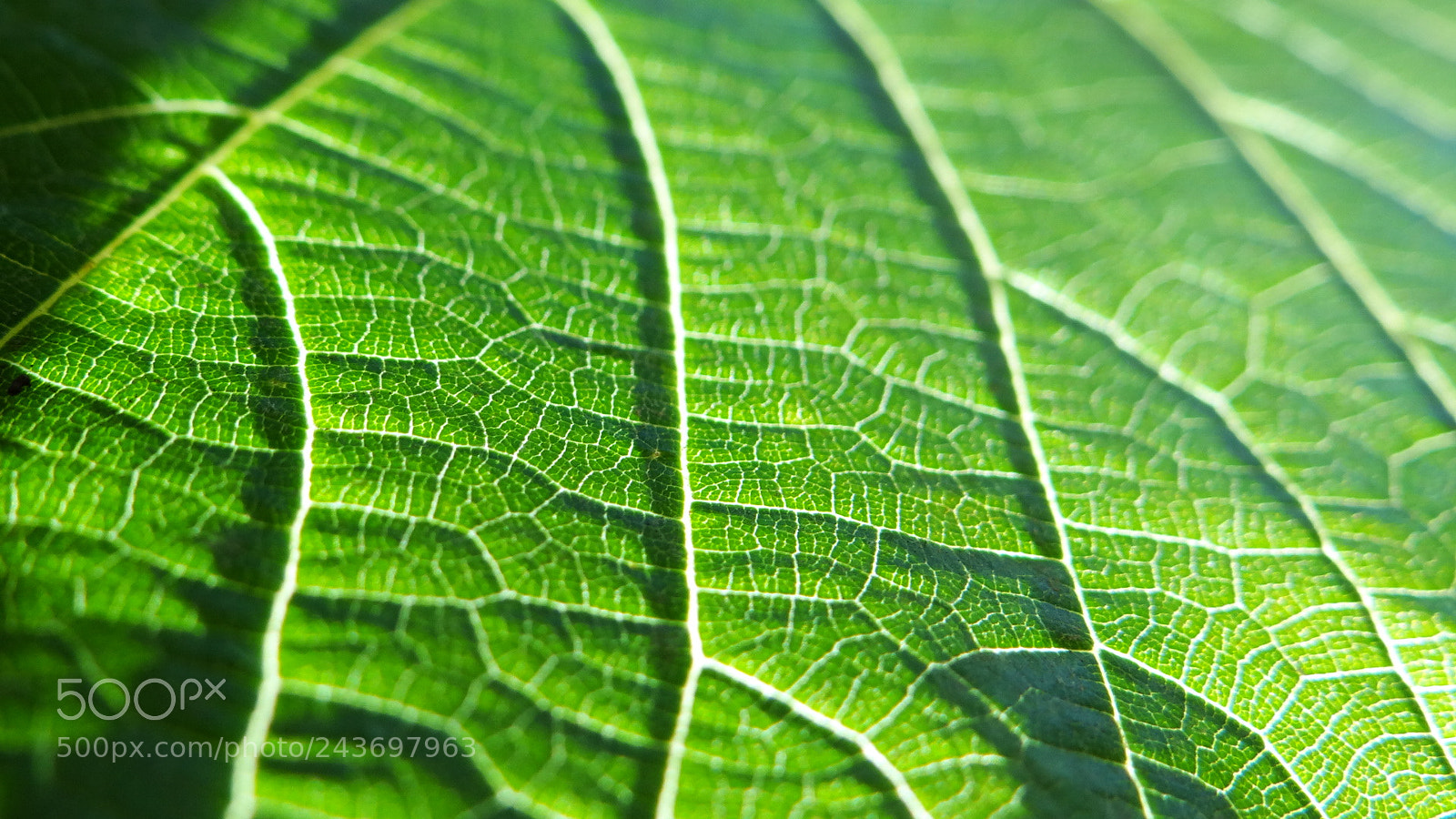 Sony Cyber-shot DSC-HX100V sample photo. Nerves 2 photography