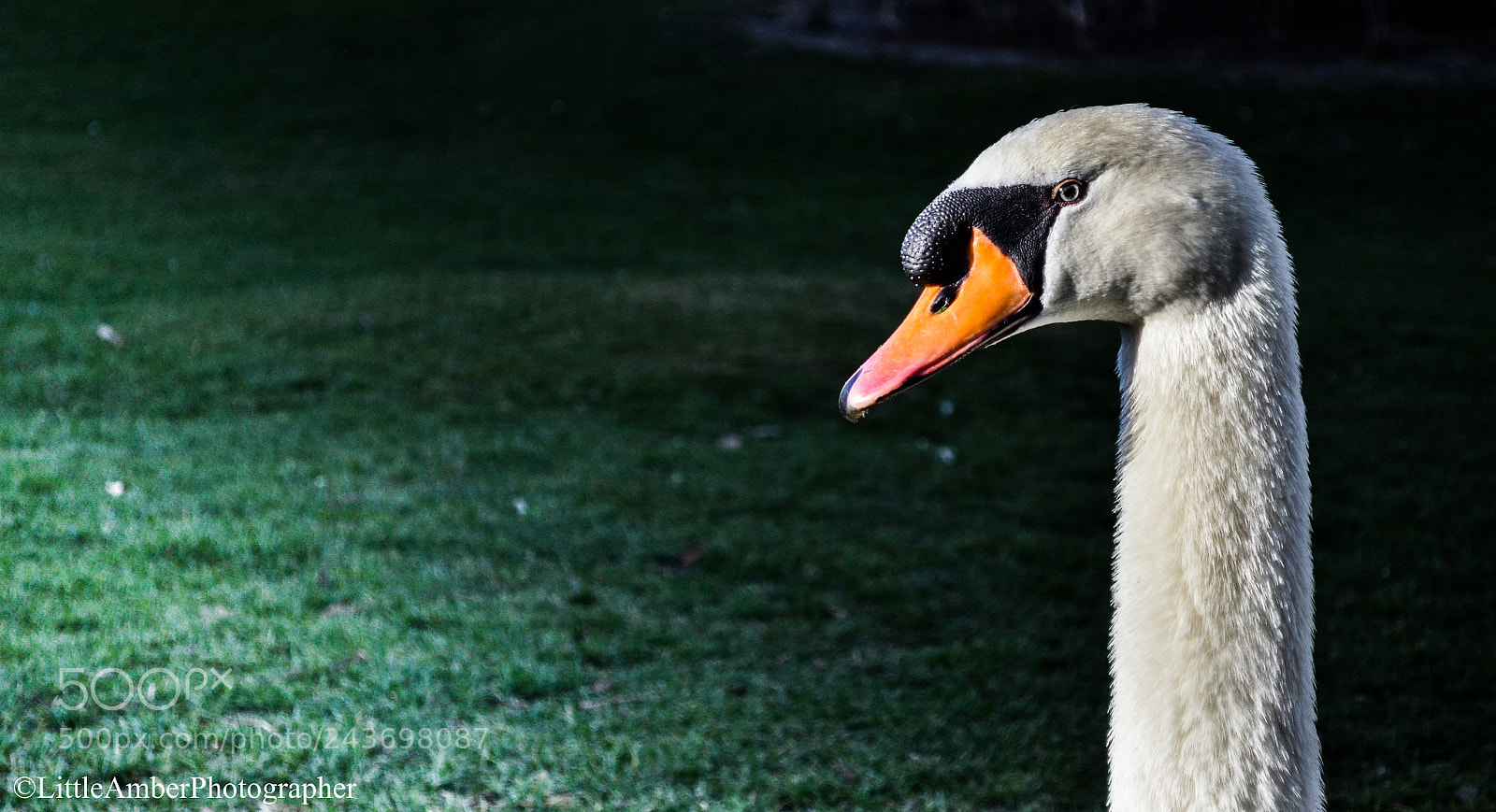 Nikon D5100 sample photo. Cygne (of ) photography