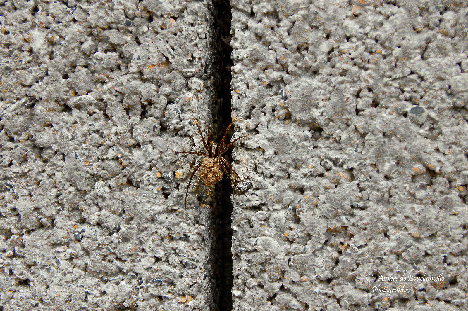 Nikon Coolpix L820 sample photo. Spiderwoman photography