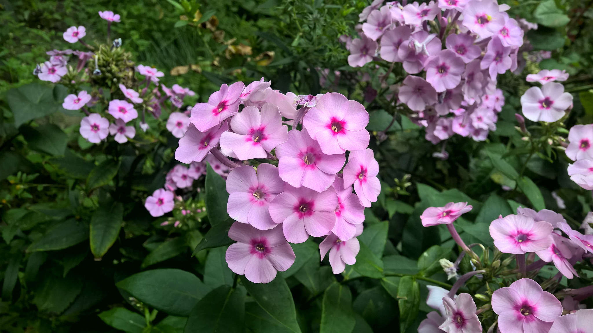 Nokia Lumia 1520 sample photo. Bloom photography